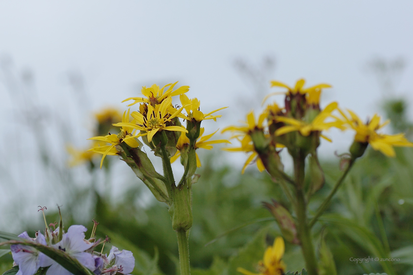 トウゲブキ花側面