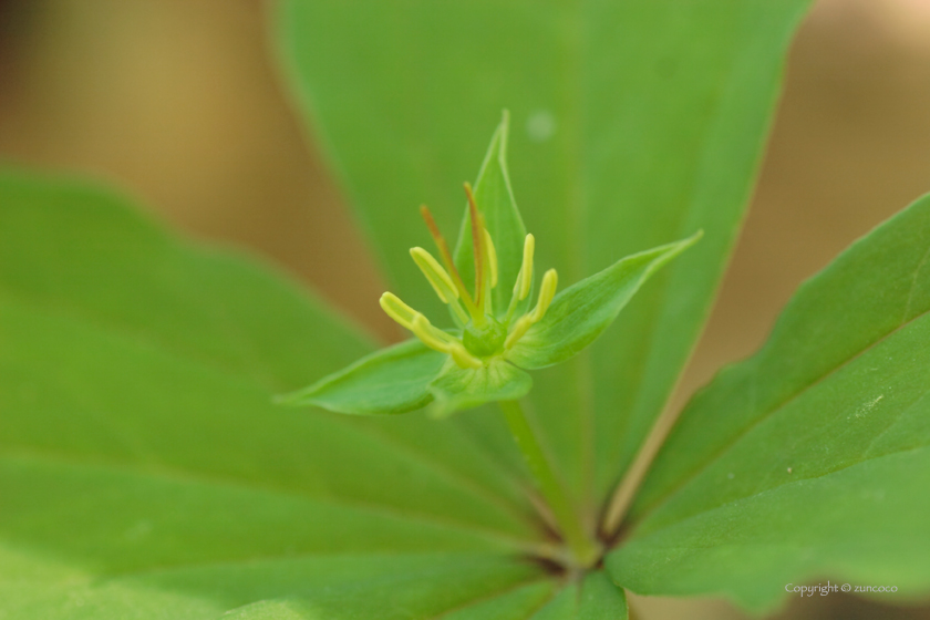 ツクバネソウ花拡大