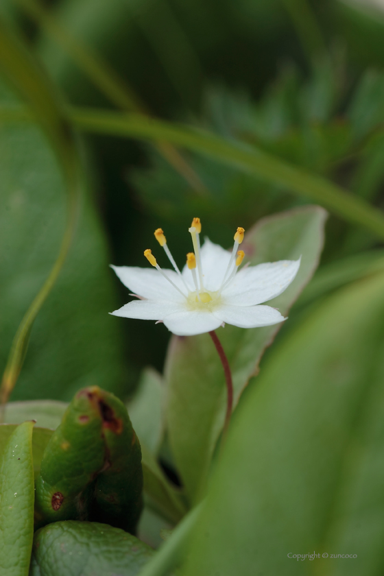 ツマトリソウ花拡大