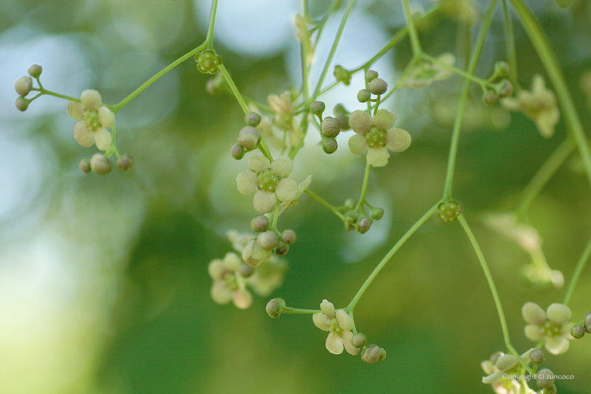 ツリバナ花拡大