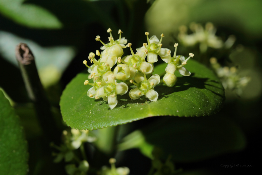 ツルマサキ花拡大