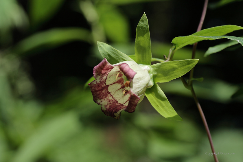 ツルニンジン花拡大