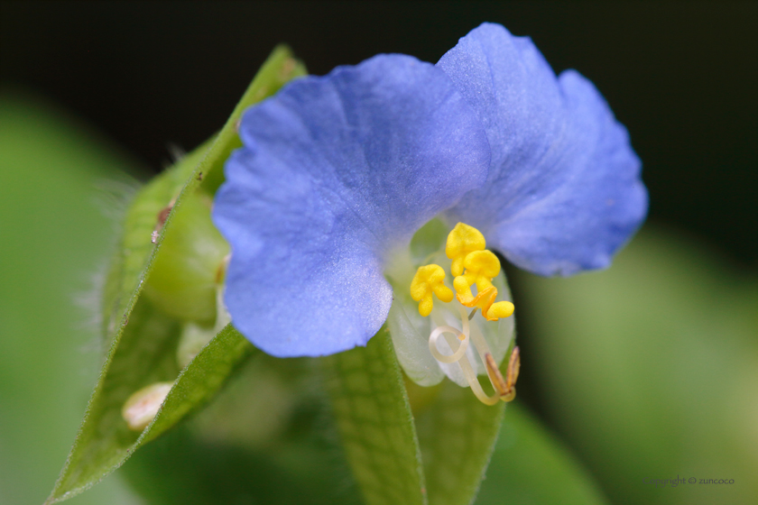 ツユクサ花拡大