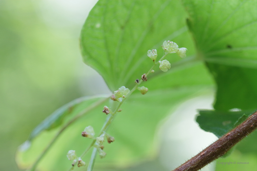 ウチワドコロ雄花