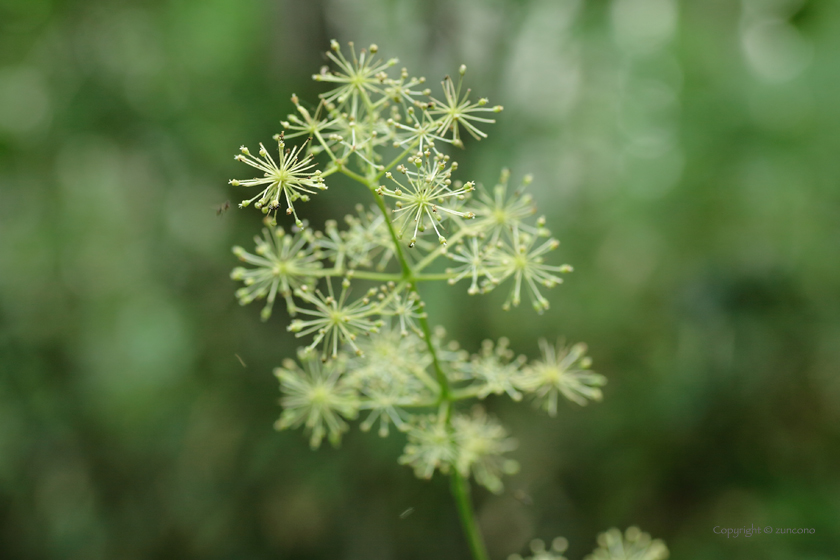 ウド花