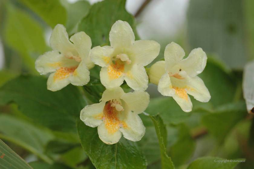 ウコンウツギ花