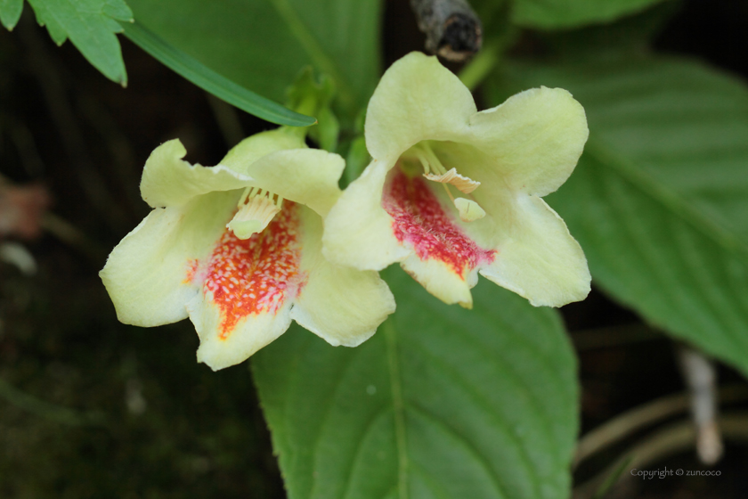 ウコンウツギ花