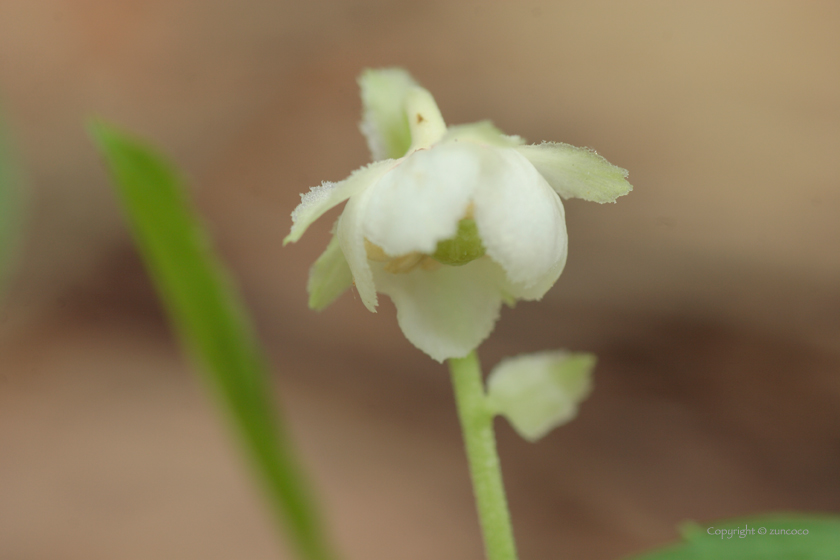 ウメガサソウ花