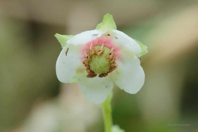 ウメガサソウ花