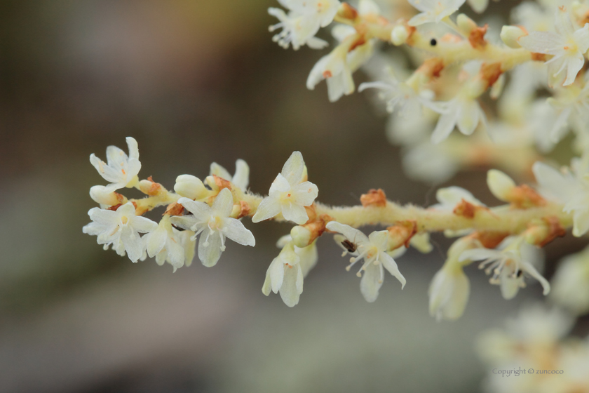 ウラジロタデ雄花