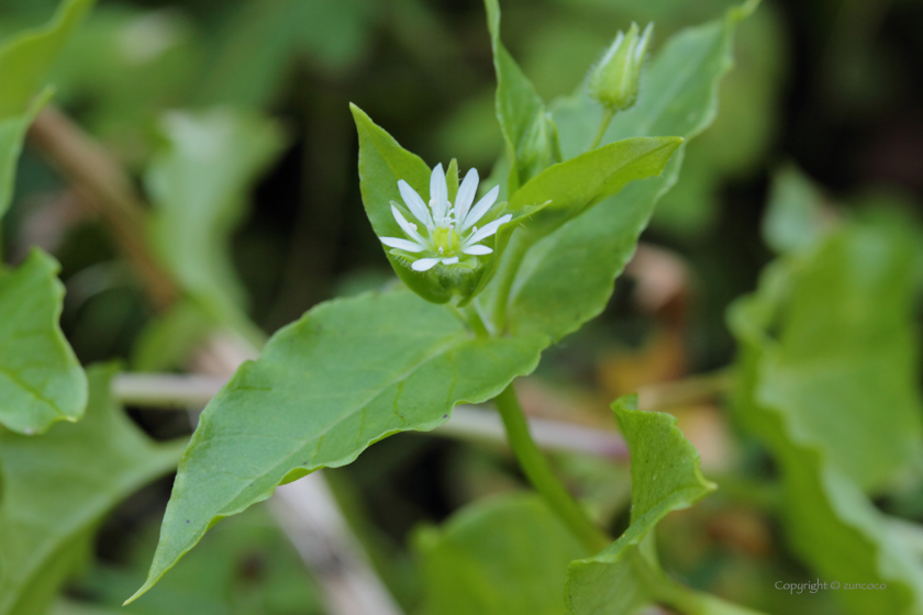 ウシハコベ花