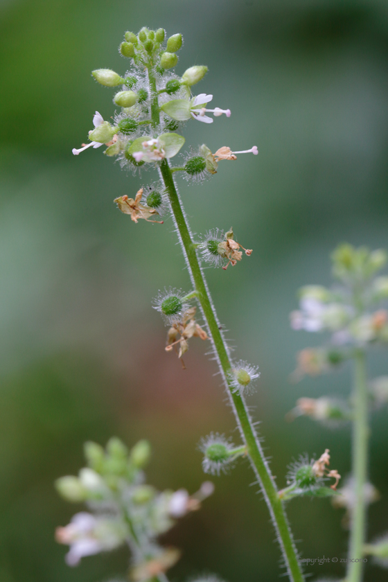 ウシタキソウ花序