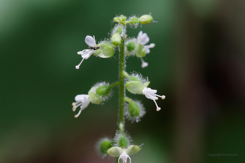 ウシタキソウ花