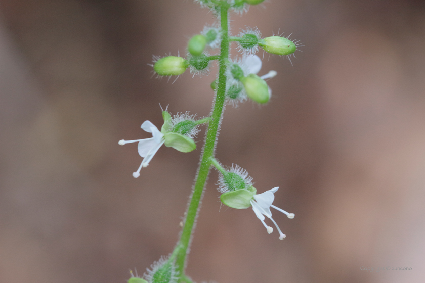 ウシタキソウ花