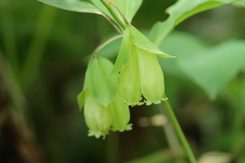 ワニグチソウ花拡大