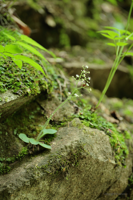 ヤマハナソウ生育環境