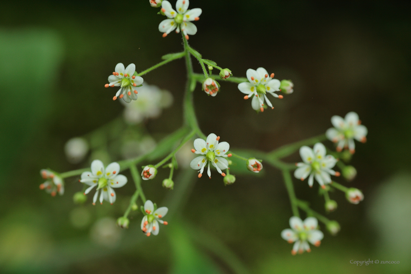 ヤマハナソウ花拡大