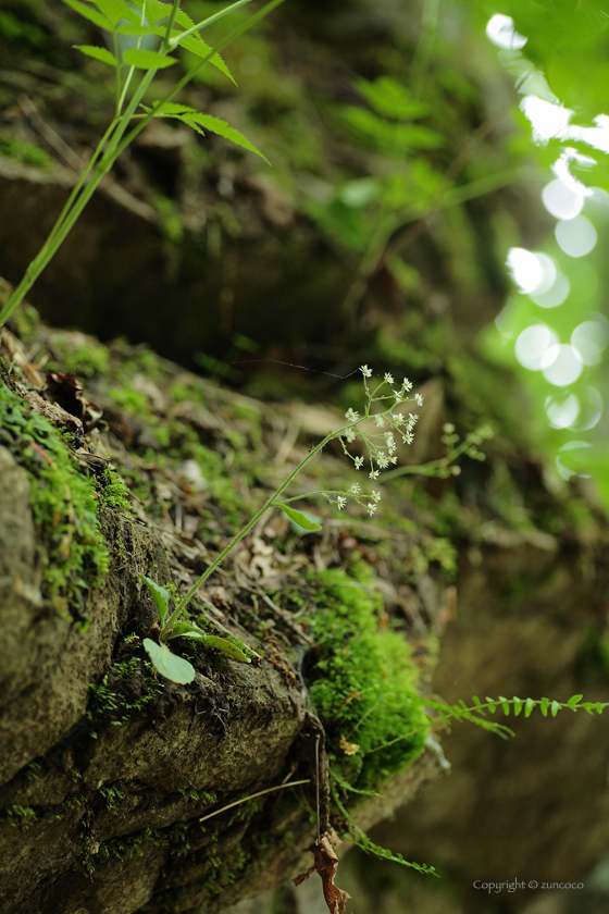 ヤマハナソウ生育環境