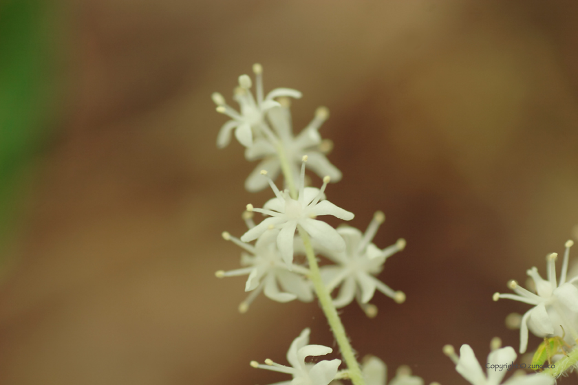 ユキザサ花拡大